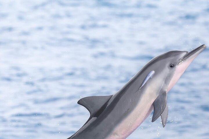 Nuota con i delfini selvatici e tour a sud con pranzo