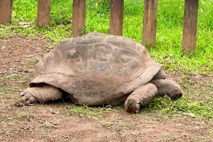 野生のイルカと泳ぐツアーとランチ付き南ツアー