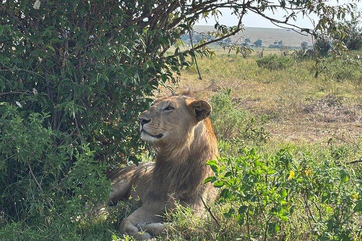 Reserva Nacional Masai Mara de 3 días