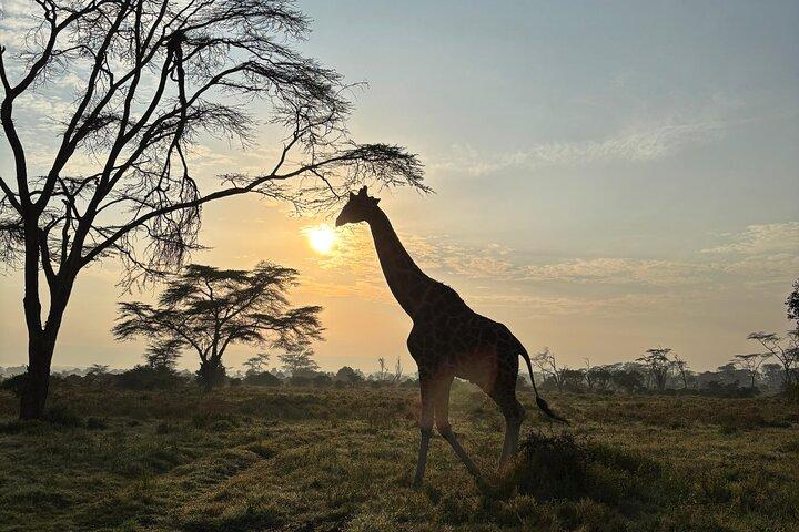 Reserva Nacional Masai Mara de 3 días