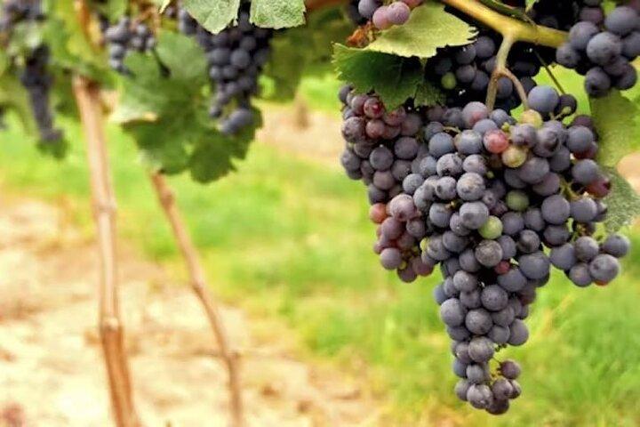 San Francisco: Armstrong Redwoods e Wine Tour com degustações