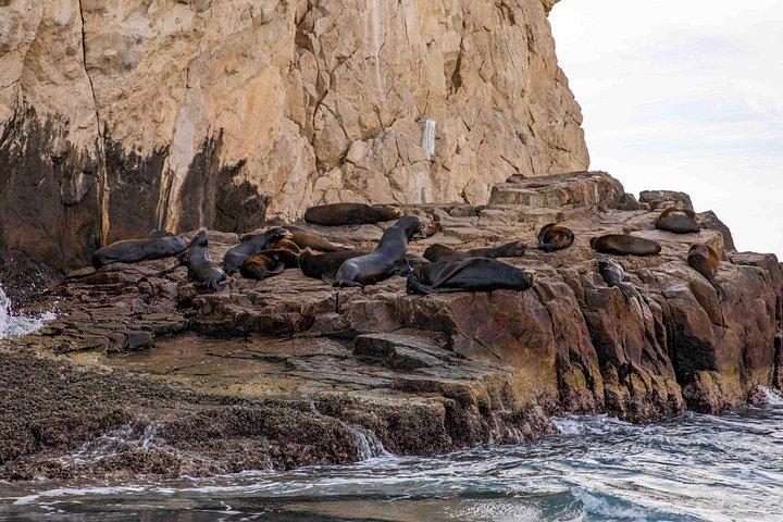 Excursion privée d'une journée à San José et Cabo San Lucas