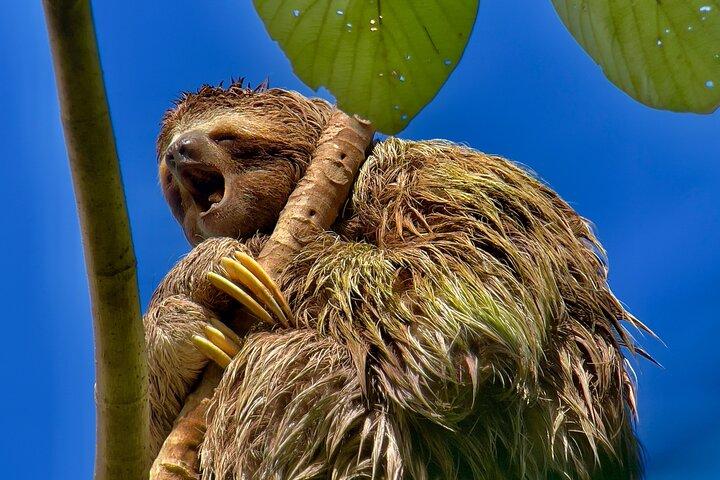 Manuel Antonio Nationaal Park Groepsrondleiding