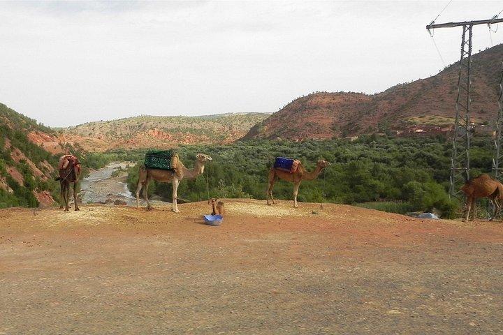 Marrakech a Ourika Valley e Berber Village Experience