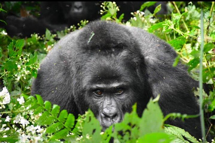 3 - jours Randonnée Gorilla et visite de la communauté Batwa