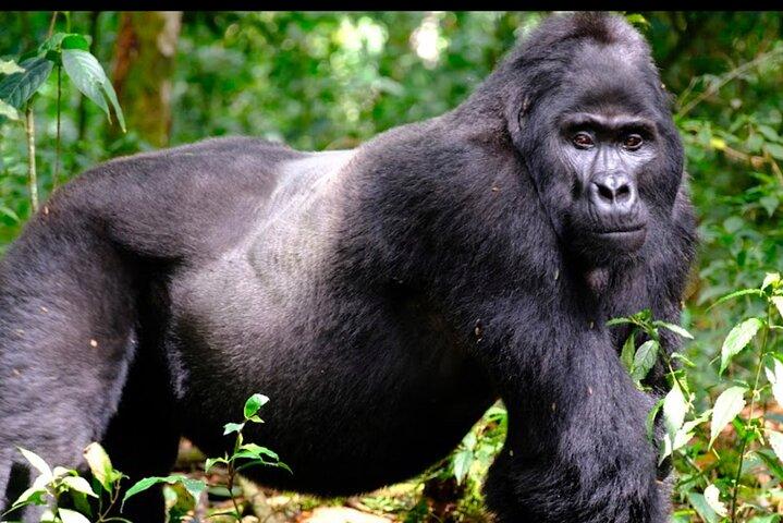 3 - giorni Gorilla trekking e visita della comunità Batwa