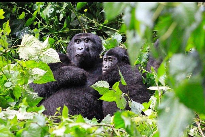 3-days Gorilla trekking and Batwa community visit