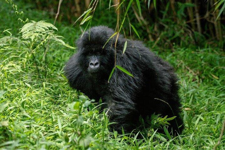 3-days Gorilla trekking and Batwa community visit