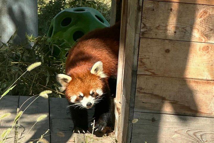 祁材-世界唯一のブラウンパンダ-西安パンダ日帰りツアー