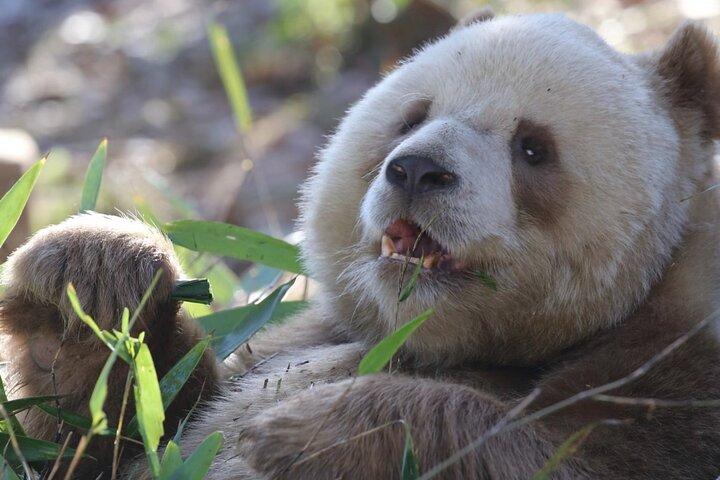 Qizai-The World’s Only Brown Panda-Xi’an Panda Tagestour
