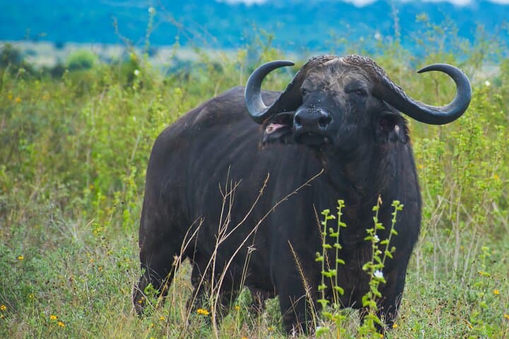 Tour of NNP, Sheldrick, Giraffe Centre & Kazuri Beads Experience