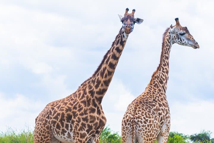Tour of NNP, Sheldrick, Giraffe Centre & Kazuri Beads Experience