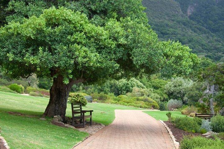 Cape Town Table Mountain and Constantia Wine Tasting tour