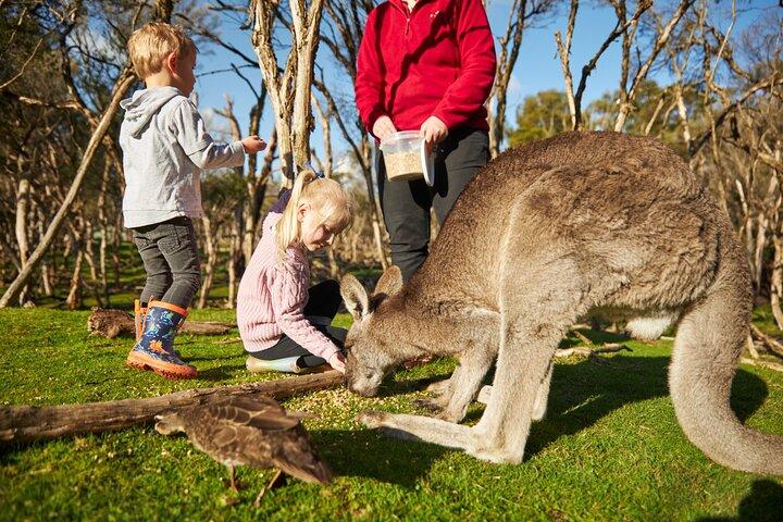 カンガルー、コアラ、ペンギン パレード付きフィリップ アイランド 1 日ツアー