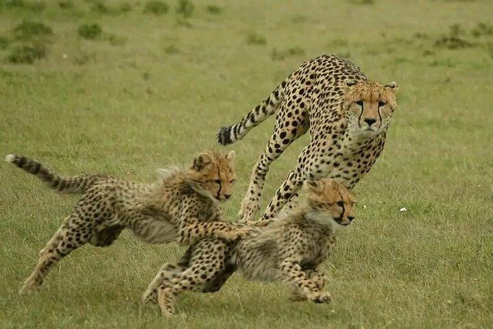 3 - Dagen Masai Mara Groepssafari met bezoek aan Maasai Village