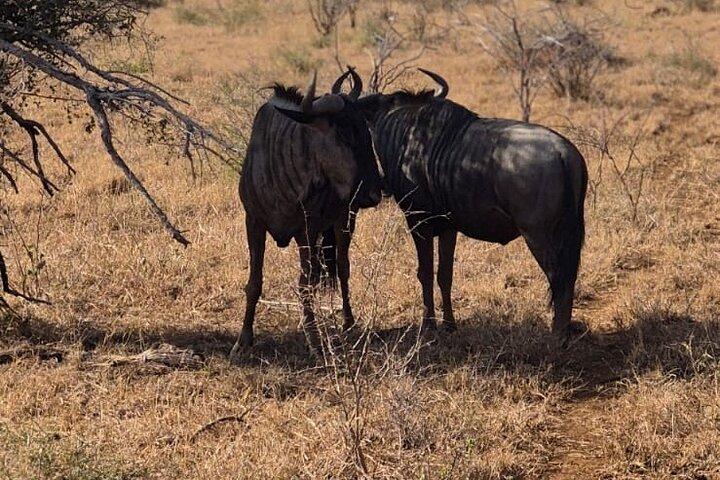 Safari: Kruger Nationalpark fra Maputo (Open Vehicle)