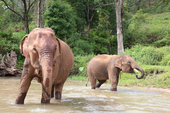 Big Boy Elephant Observation (No Touch) + Classe de Cozinha Tailandesa
