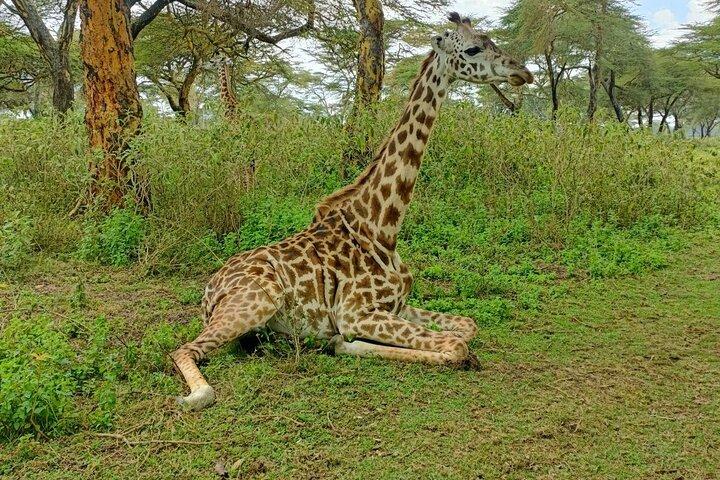 5 Días Masai Mara , Lago Nakuru y Lago Naivasha tour privado