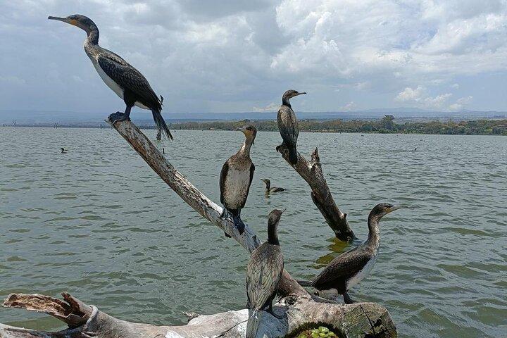 5 Días Masai Mara , Lago Nakuru y Lago Naivasha tour privado