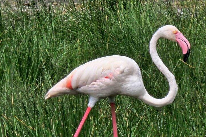7 - Día Safari de observación de aves y vida silvestre en el norte de Tanzania
