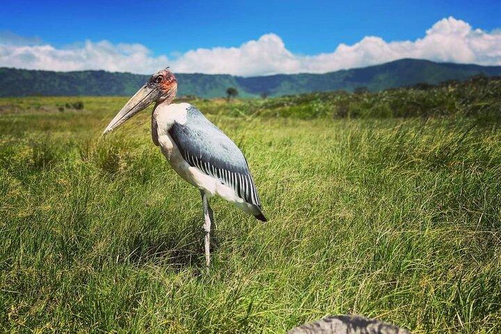 7 - Día Safari de observación de aves y vida silvestre en el norte de Tanzania