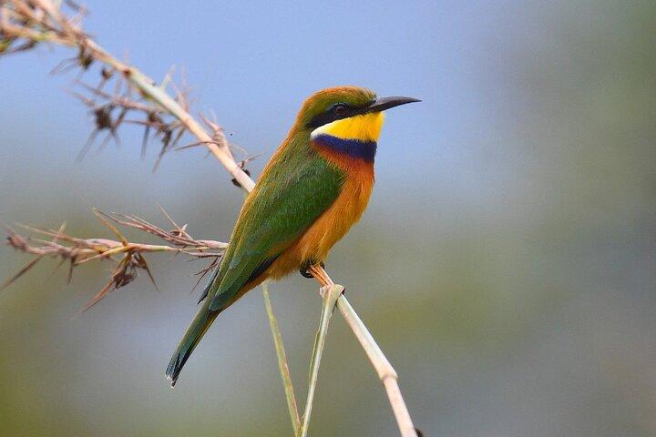 7 - Día Safari de observación de aves y vida silvestre en el norte de Tanzania