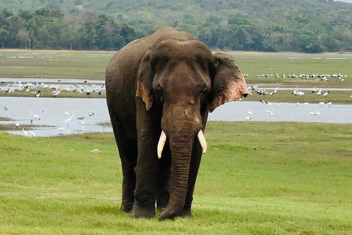 Polonnaruwa sito antico e Minneriya National Park Tour