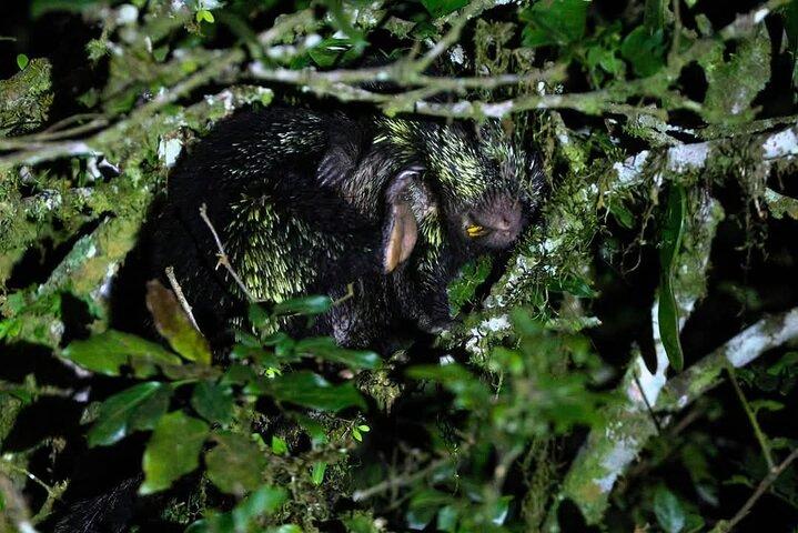 Tour notturno di Monteverde al Parco Oktari Monteverde