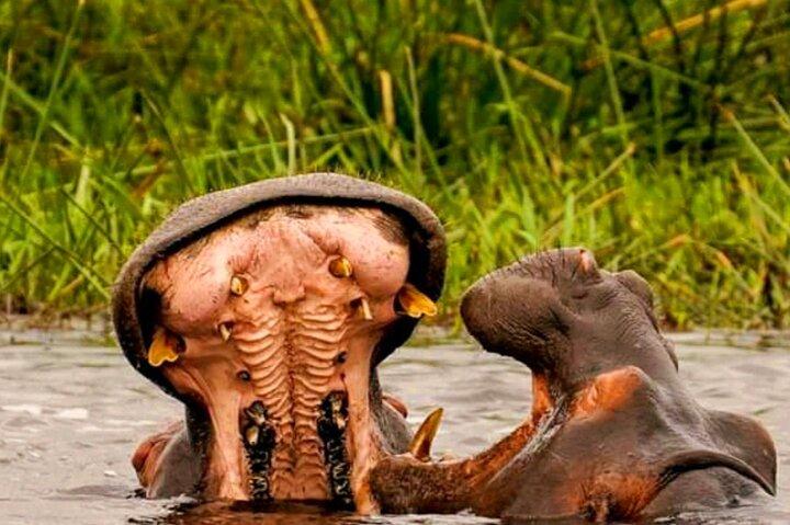 Schotia Safari Half-Day Game Drive : Port Elizabeth