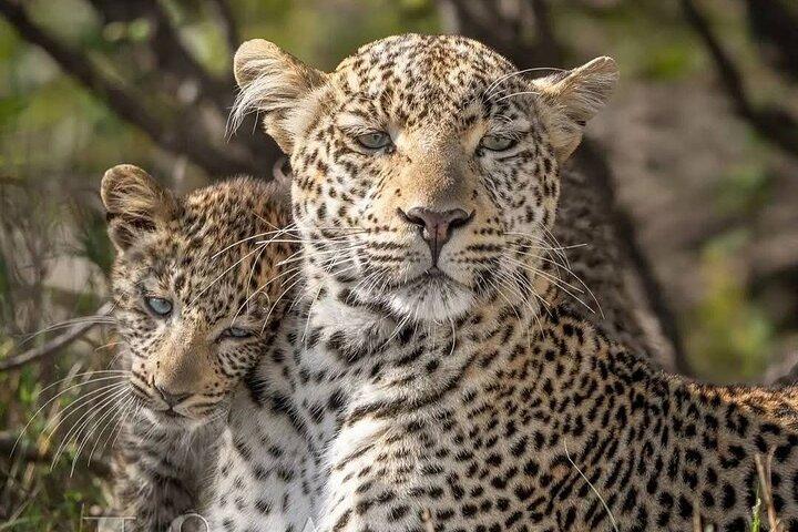 Heldags Safari Game Drive.