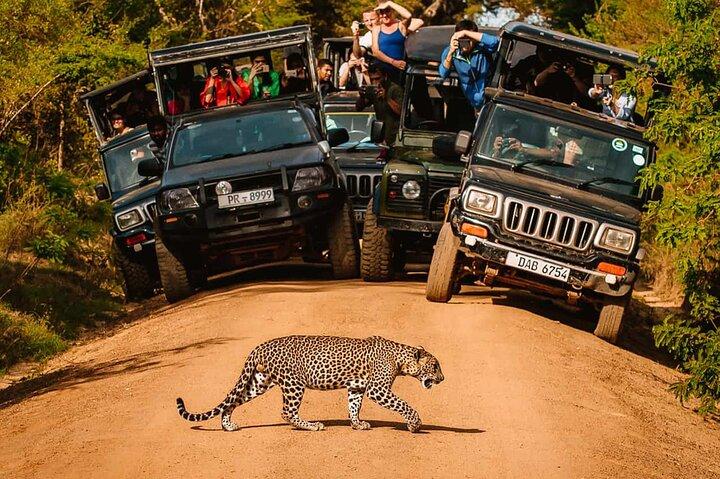 Yala Nationaal Park Leopard Safari Wildlife Privéavontuur