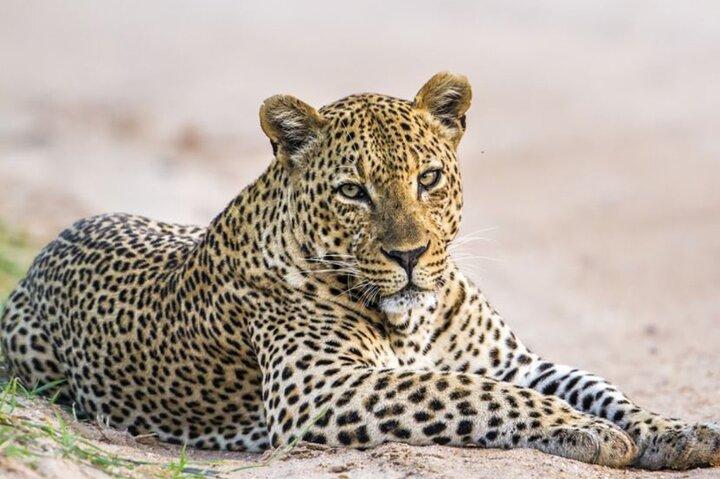 Yala Nationaal Park Leopard Safari Wildlife Privéavontuur