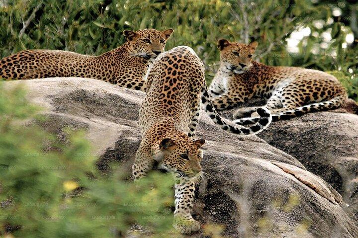 Yala Nationaal Park Leopard Safari Wildlife Privéavontuur