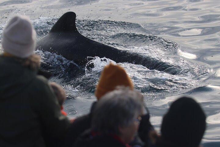 Andenes Whale Safari: Visita à baleia ártica em Vesterålen