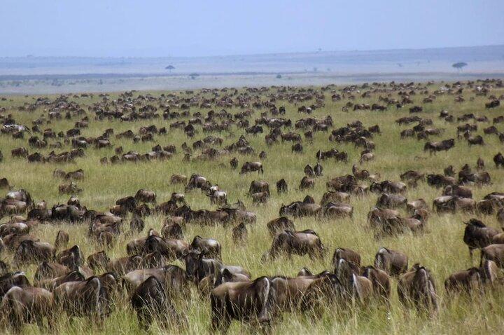Masai Mara uforglemmelige vilde eventyr
