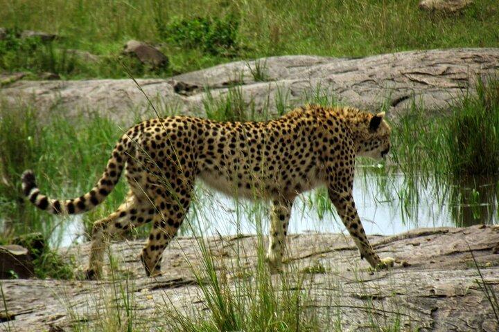 Masai Mara uforglemmelige vilde eventyr