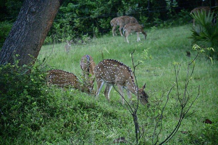 ウダワラウェ国立公園野生動物サファリツアー