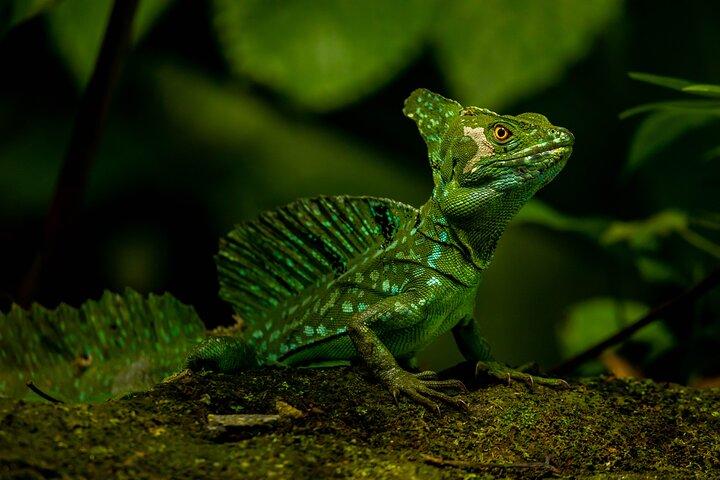 Escursione guidata nella foresta pluviale con pranzo tipico