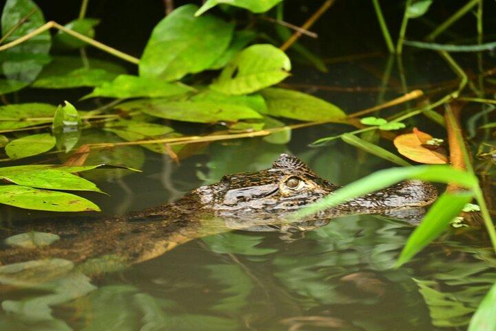 Eventyr kanotur i Tortuguero