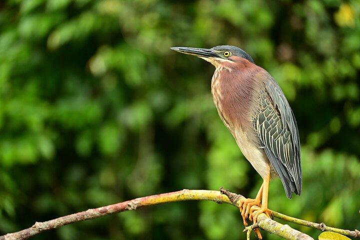 Eventyr kanotur i Tortuguero