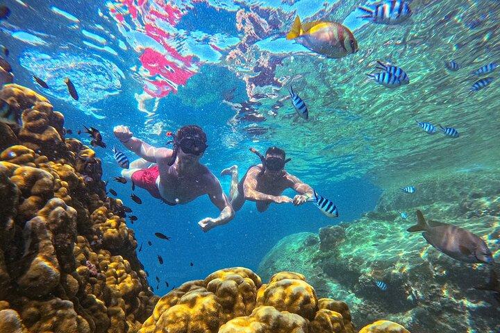 Fantastisk 5 punkt snorkling tur i Koh Tao og Koh Nang Yuan