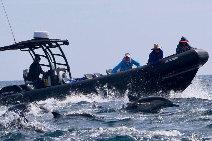 Observation des dauphins et des baleines