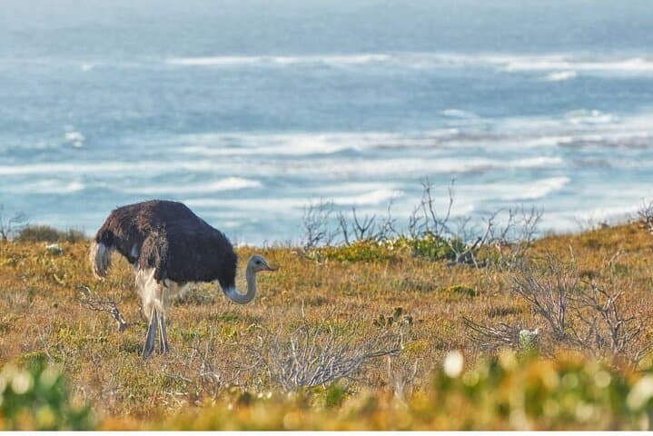 Cape Town:Private Tour Table Mountain, Penguins&Cape of Good Hope