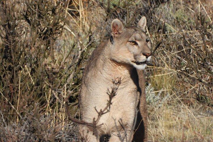 Heldagstur til Torres del Paine