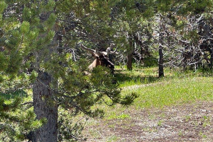 250th Anniversary Yellowstone 55 + Adults Only Promos,cadeaux et déjeuner