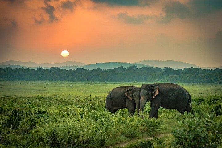 Minneriya Nationalpark Elefantensafari ab Sigiriya