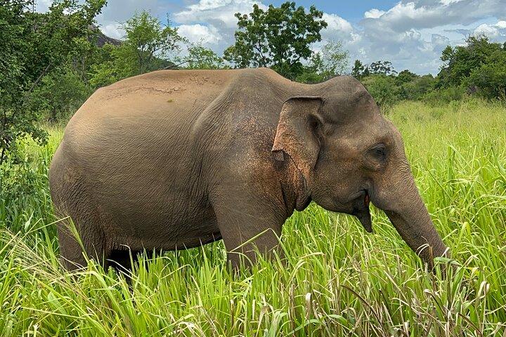 シギリヤ発ミネリヤ国立公園エレファントサファリ
