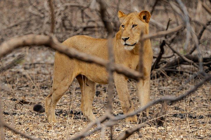 ザンジバルからの最高のSelous 1日サファリ