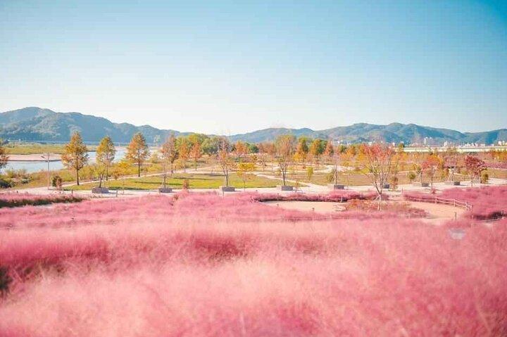 Autumn Jinju Namgang Lantern Festival & Pink Muhly Tour fr Busan