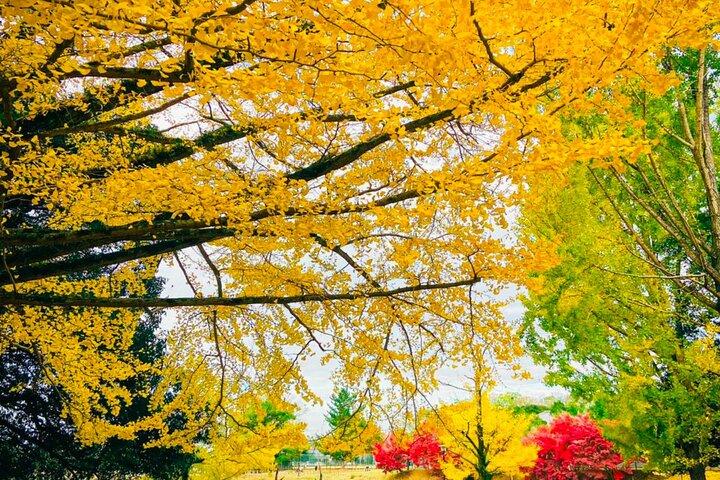 Excursão de 3 dias em Kyoto e Nara